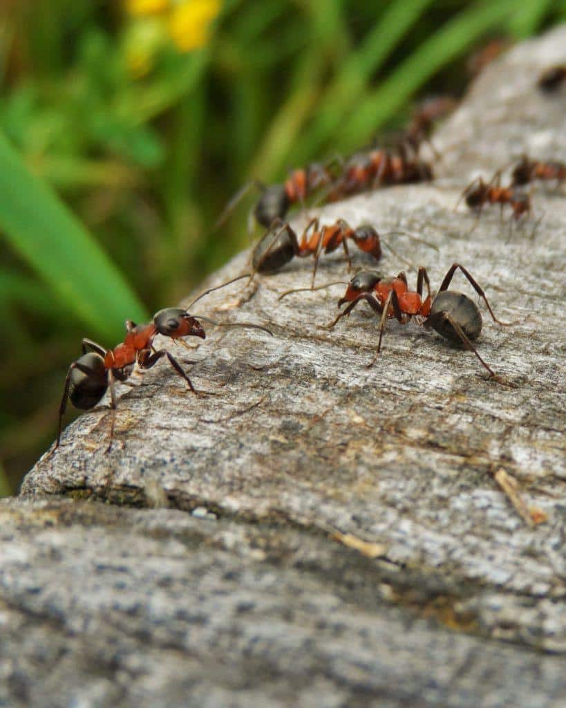 Home ants control images