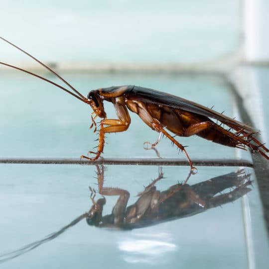 Home cockroach control image