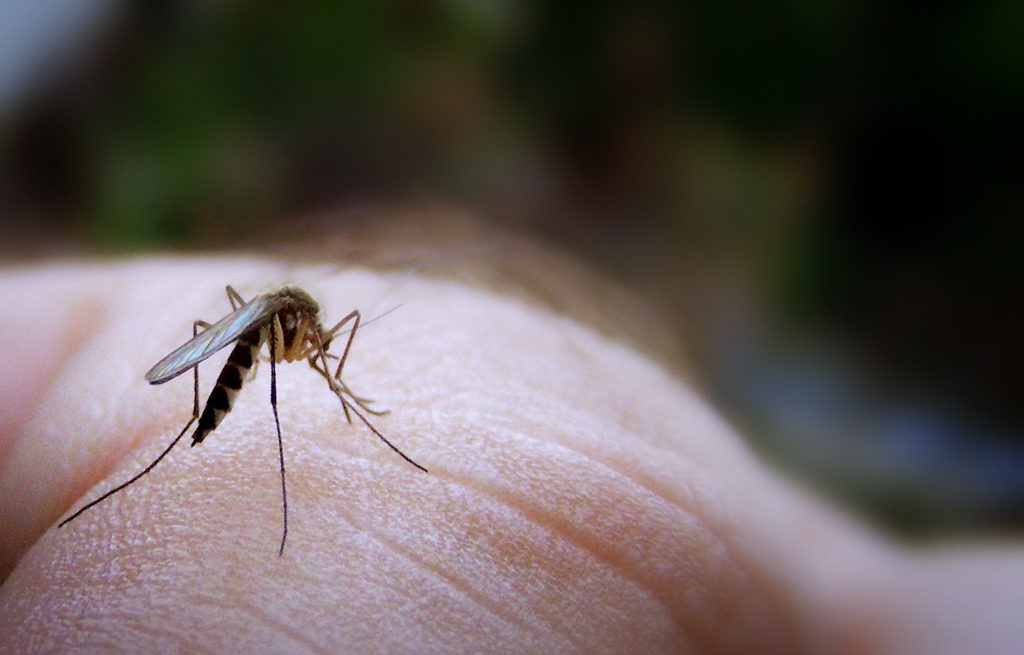 Home mosquitoes control image
