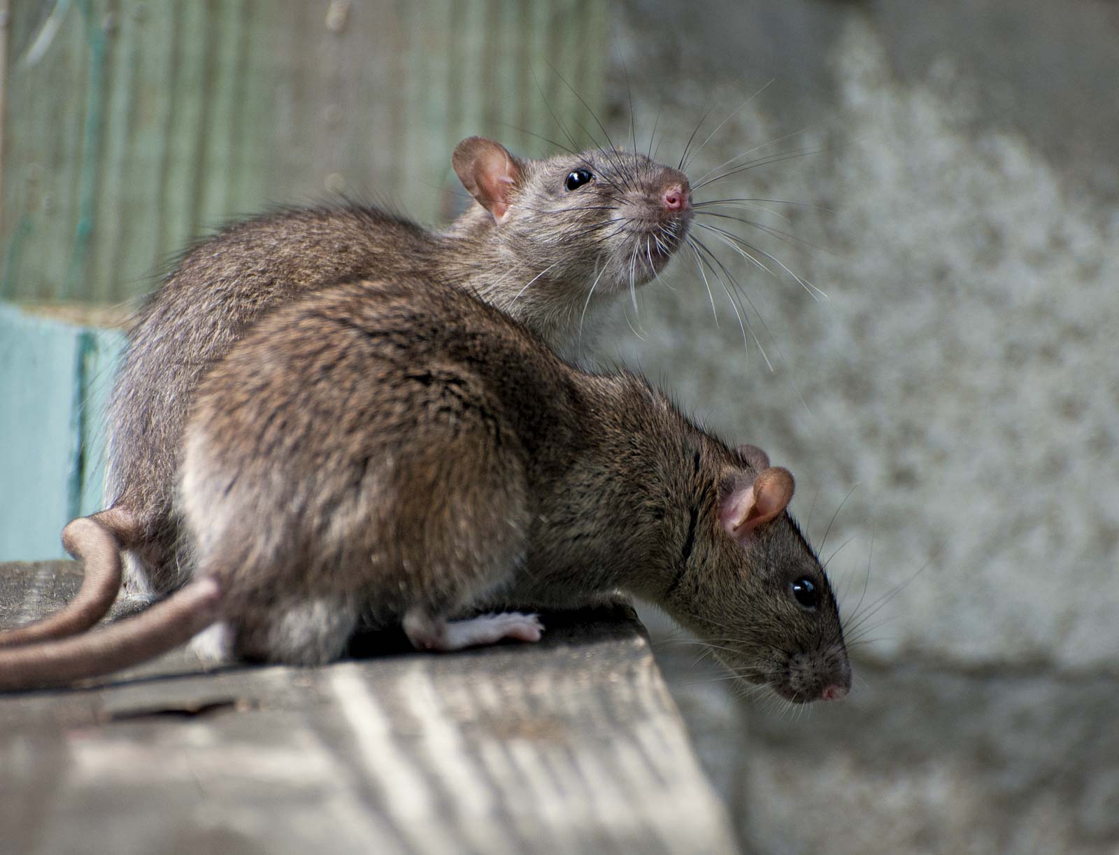 Home rodent control image