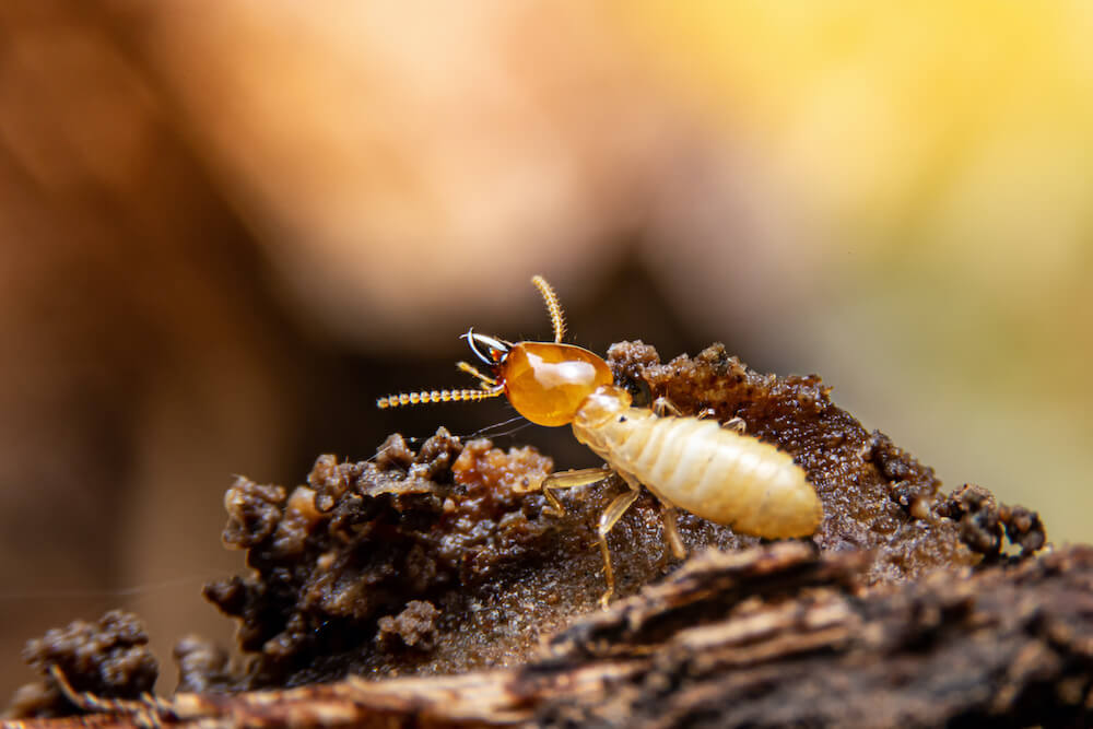 Home termite control image