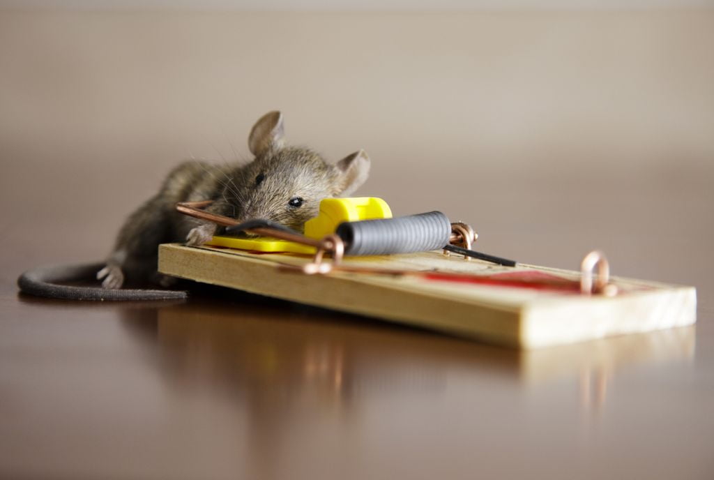 Services rodent control images