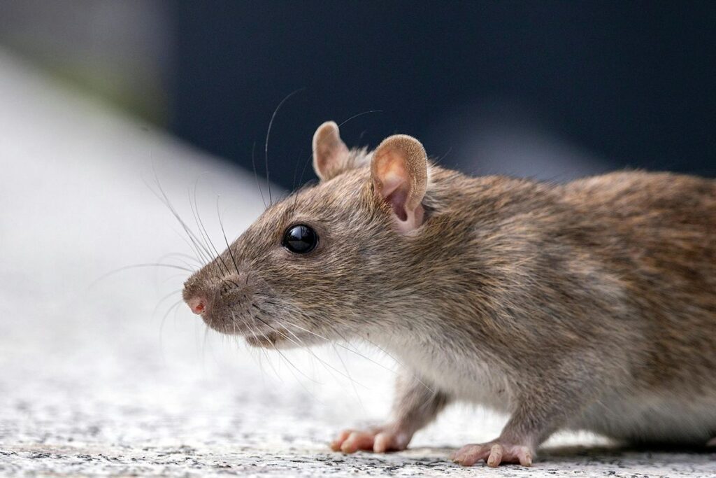 Home rodent past control image